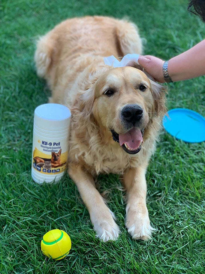 Pet grooming wipes jar with light blue lid beside resting dog