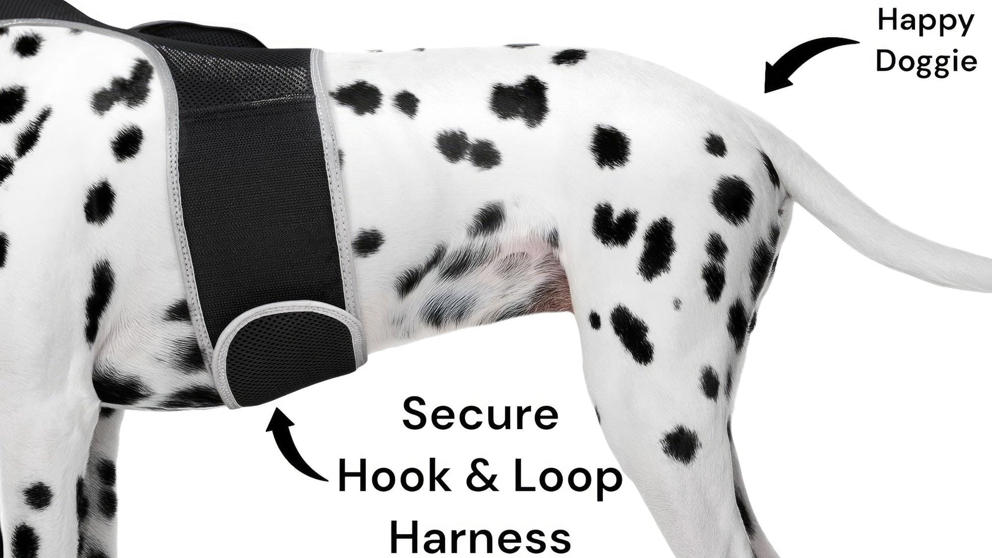 Dog wearing dalmatian-print harness with secure hook-and-loop strap and tracker pocket