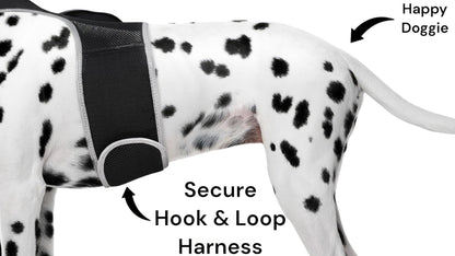 Dog wearing dalmatian-print harness with secure hook-and-loop strap and tracker pocket