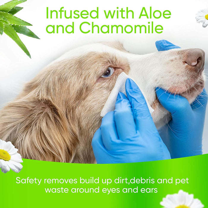 Dog having wipes applied around face with blue gloves, soft cleaning cloth