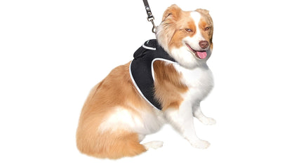 Tan-and-white dog wearing black GPS tracking harness with leash attachment