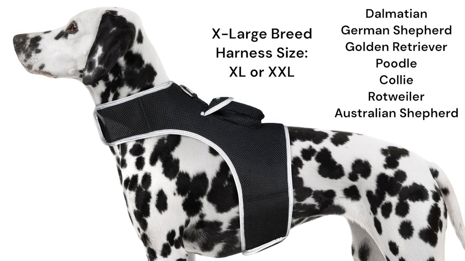 Spotted dog harness with adjustable black straps, designed for larger breeds