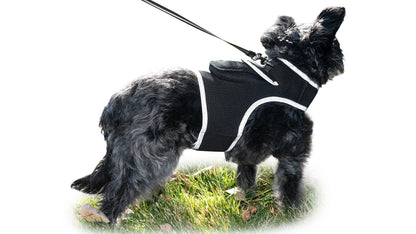 Small black dog wearing a black GPS tracking harness with leash attachment and front strap