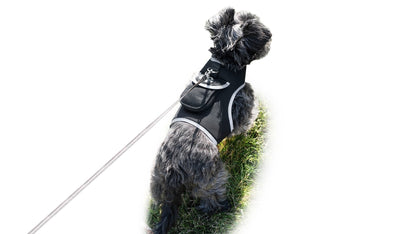 Black dog tracking harness with leash attachment, shown on a standing small dog