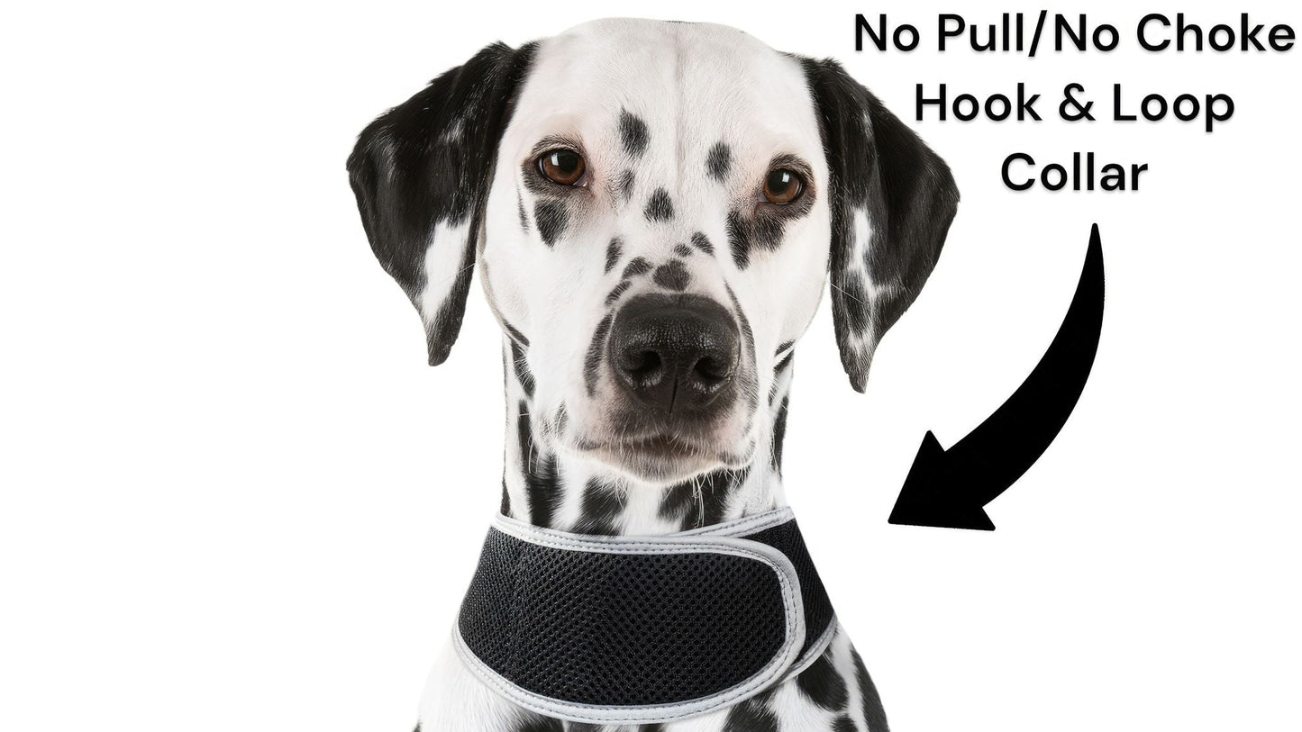 Dalmatian dog wearing a black GPS tracking no-pull harness with hook-and-loop collar strap