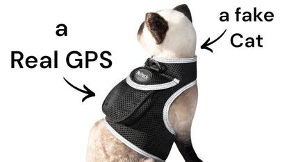 Small dog wearing a black GPS tracker harness with round tracker pad on the chest