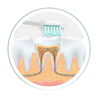 Ultrasonic toothbrush bristle head over tooth cross-section graphic