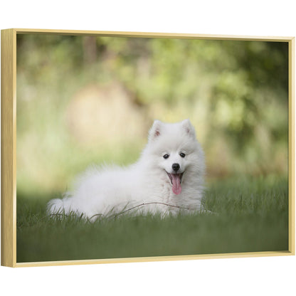 Gold-framed pet photo canvas print with a white dog lying in green grass