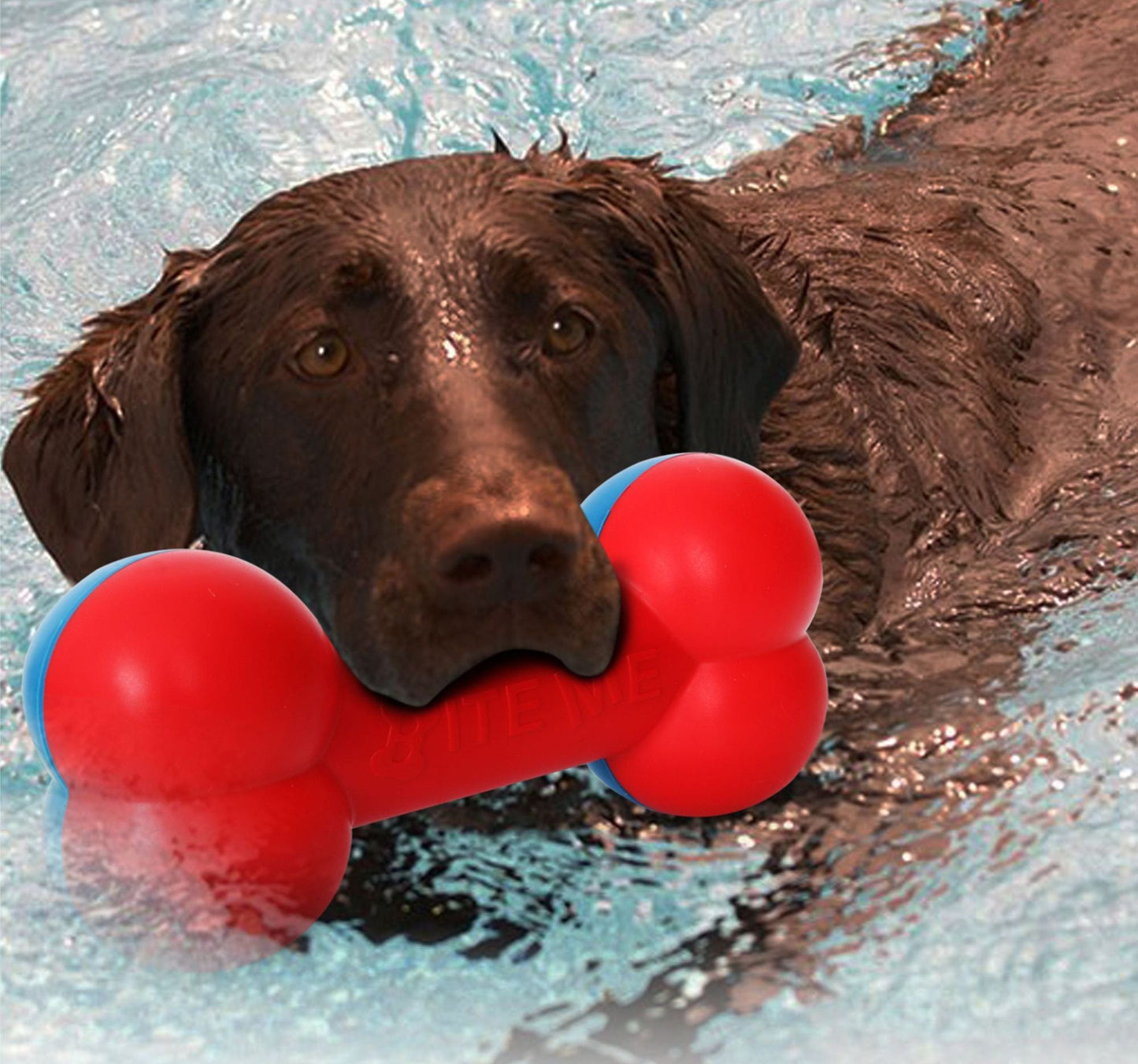 Dog swimming with a red bone-shaped chew toy with blue end caps