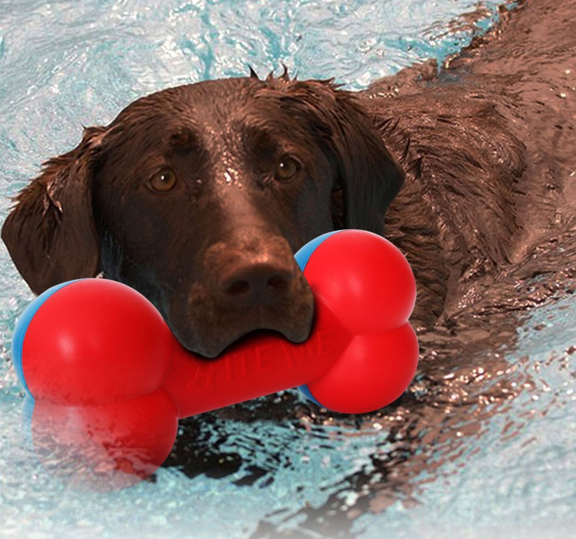 Dog swimming with a red bone-shaped chew toy with blue end caps