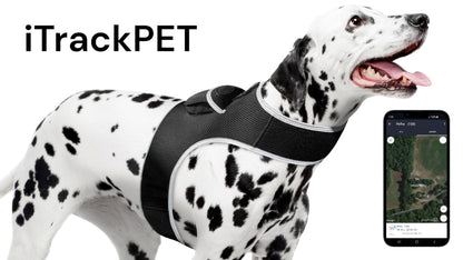 Dalmatian dog wearing a black GPS tracking harness with white trim and secure straps