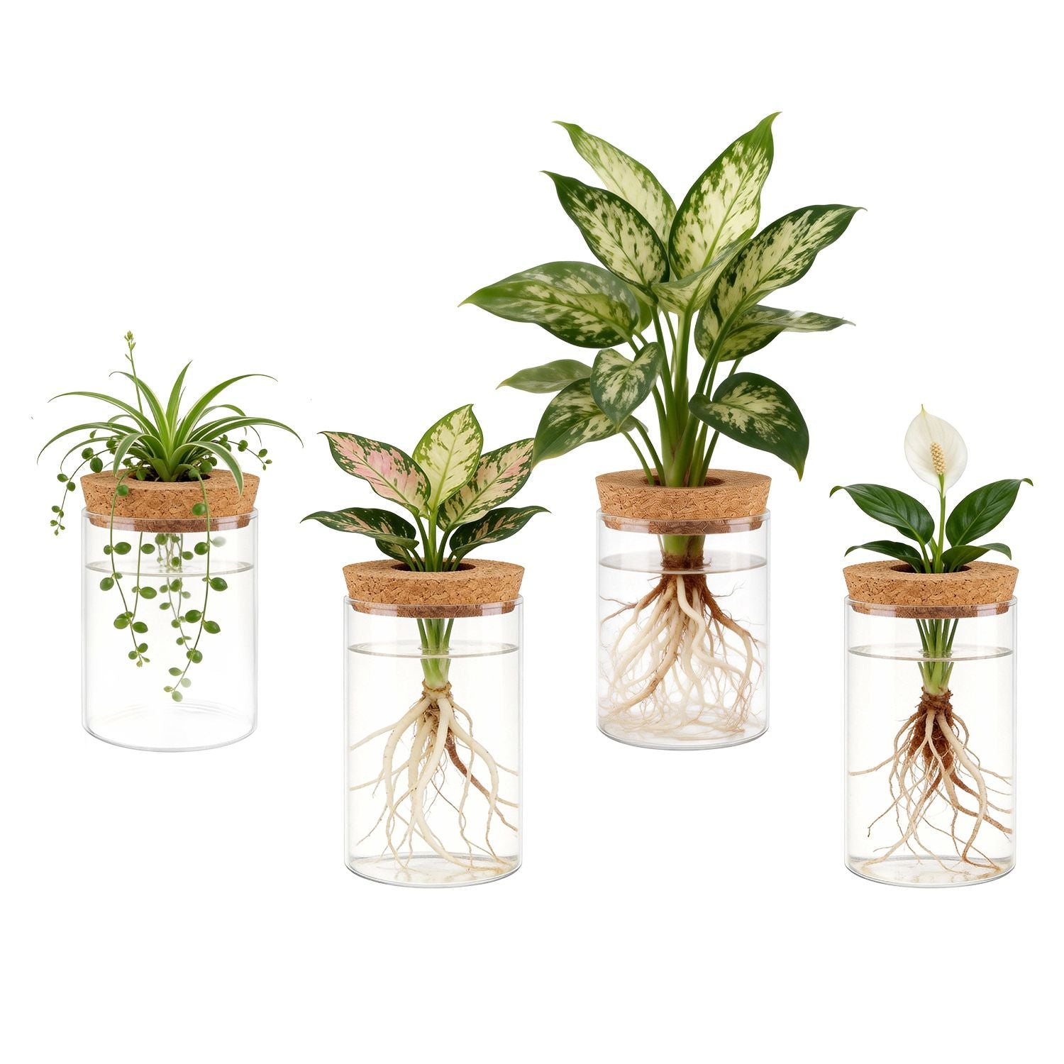 Assorted set of four clear glass propagation vases with cork lids and cuttings