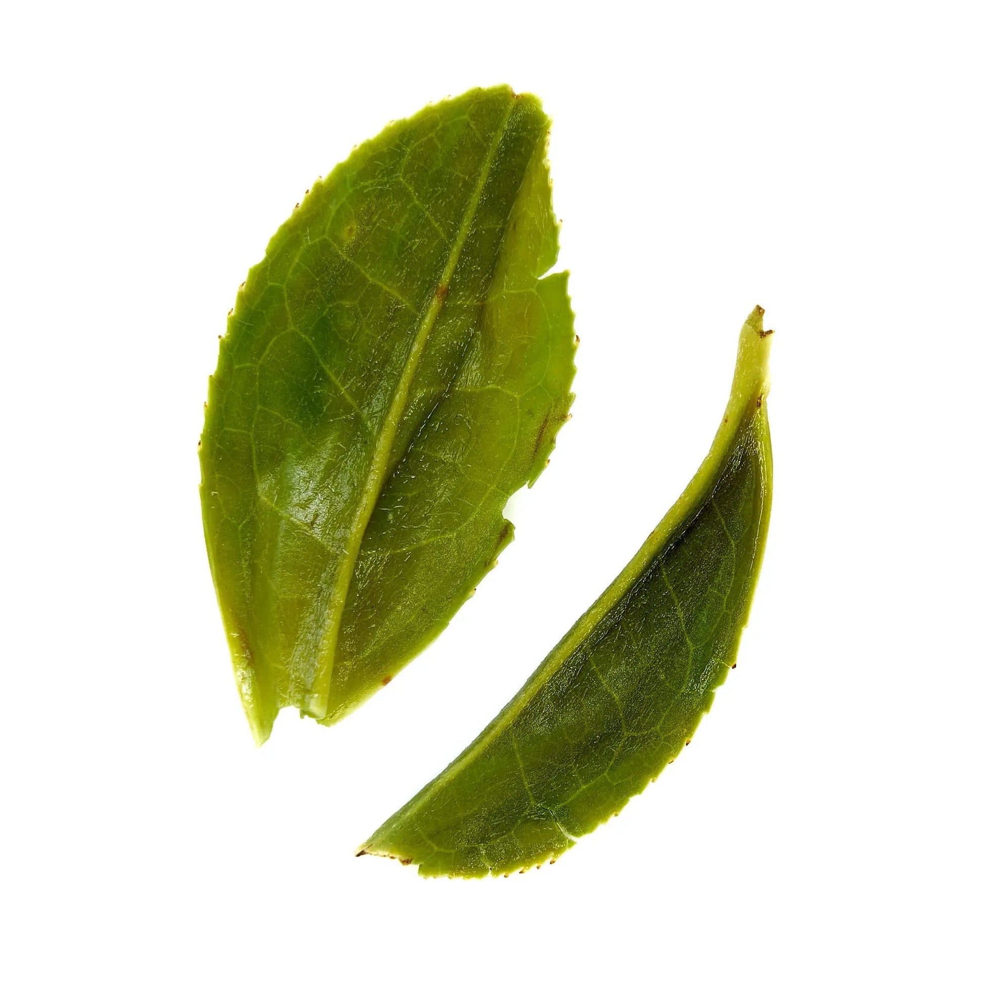 Green tea leaves, two fresh leaf pieces