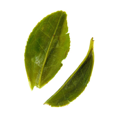 Green tea leaves, two fresh leaf pieces