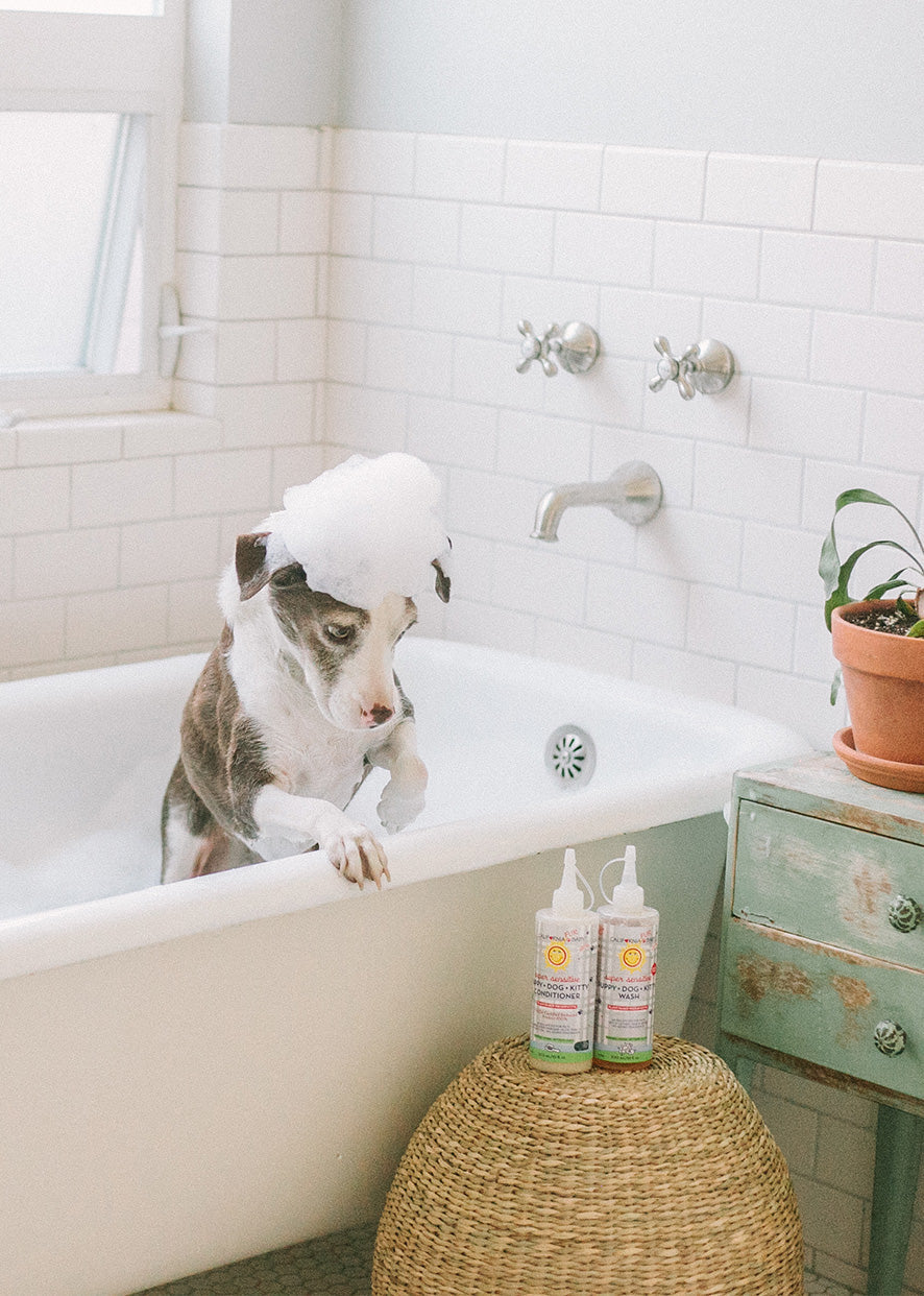 Dog in bathtub with two pump bottles of pet wash and conditioner