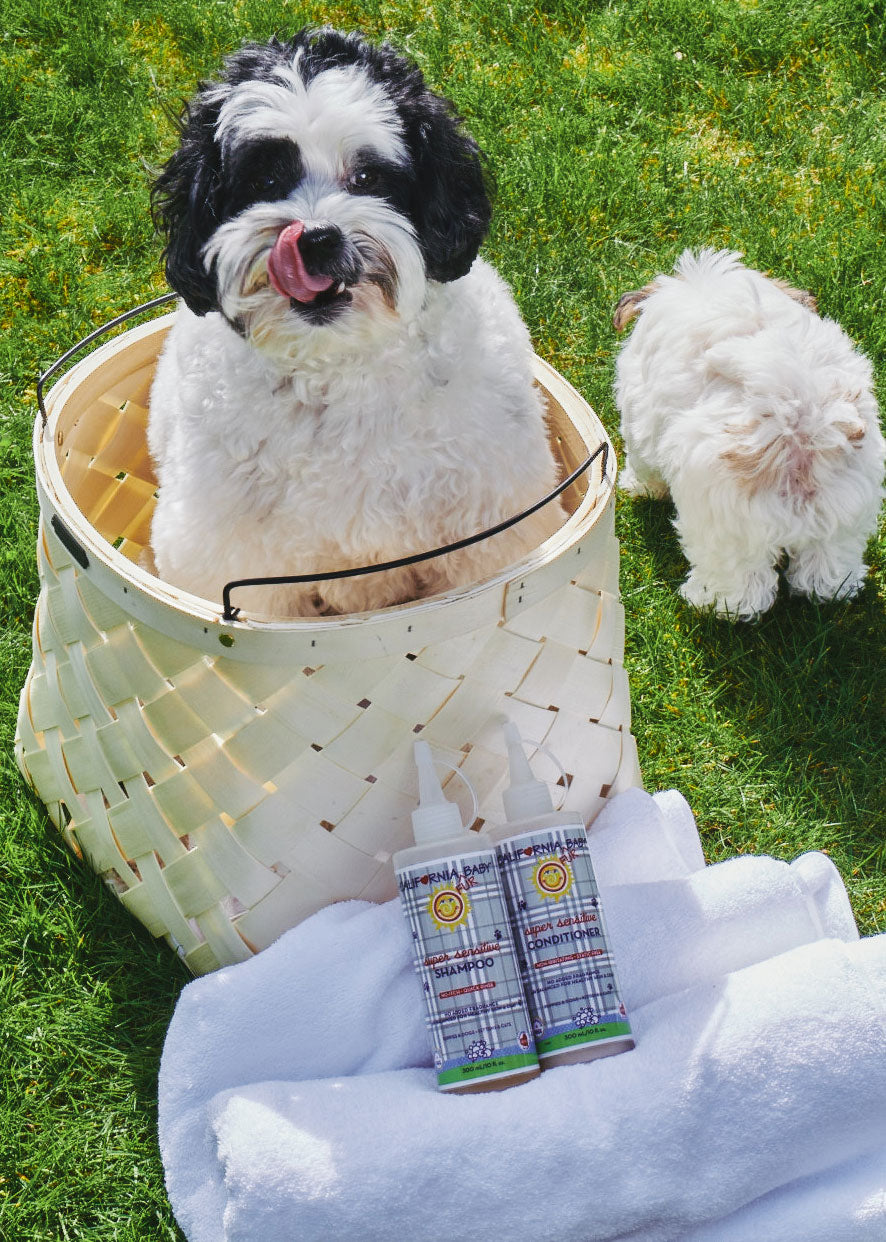 No-fragrance sensitive pet wash and conditioner mini bottles on towel