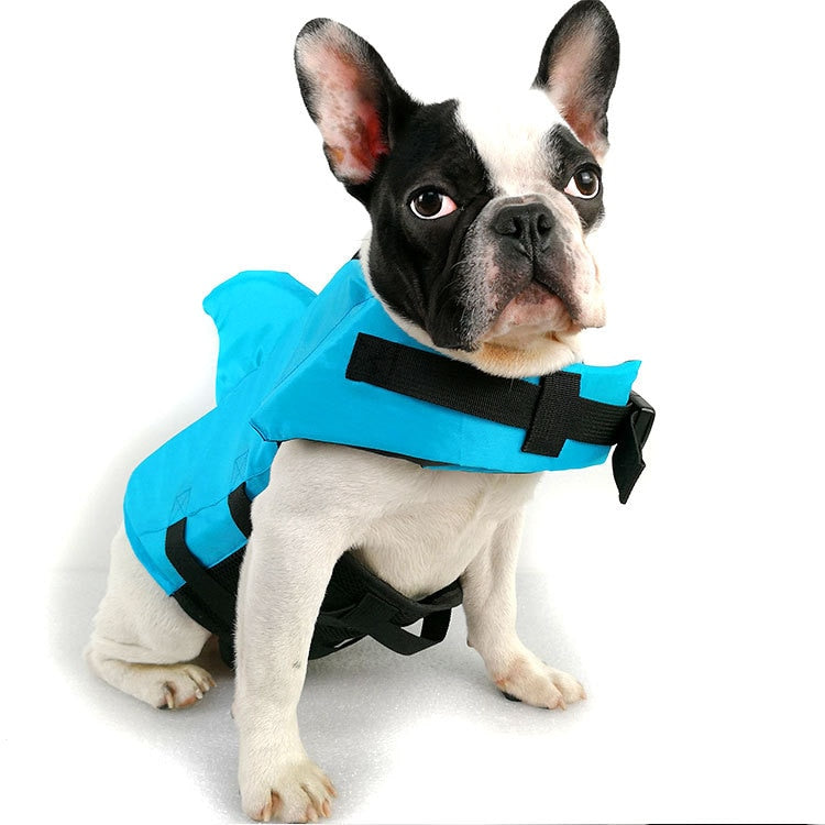 Dog life vest in blue with black straps and front D-ring on a white dog